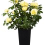 Gelbe Edelrose im Topf, ca. 20-30 cm hoch. Rosa Hybride mit grünen Blättern.