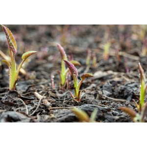 Junge Herzblatt-Aster 'Silver Spray' im Topf, frisch aus der Erde sprießend.