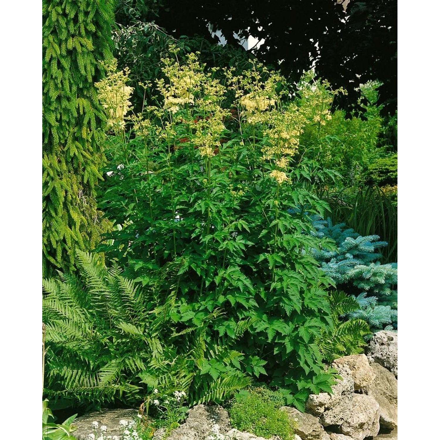 Filipendula Ulmaria 'Plena' Mädesüß im 9x9 cm Topf mit cremeweißen Blüten im Garten.