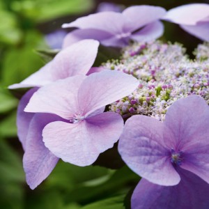 Nahaufnahme der blauen GROW by OBI Hortensie Bloombuster mit zarten Blütenblättern.