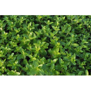 Dennerle Plants Aquariumpflanze Bacopa Caroliniana mit kleinen, grünen Blättern.