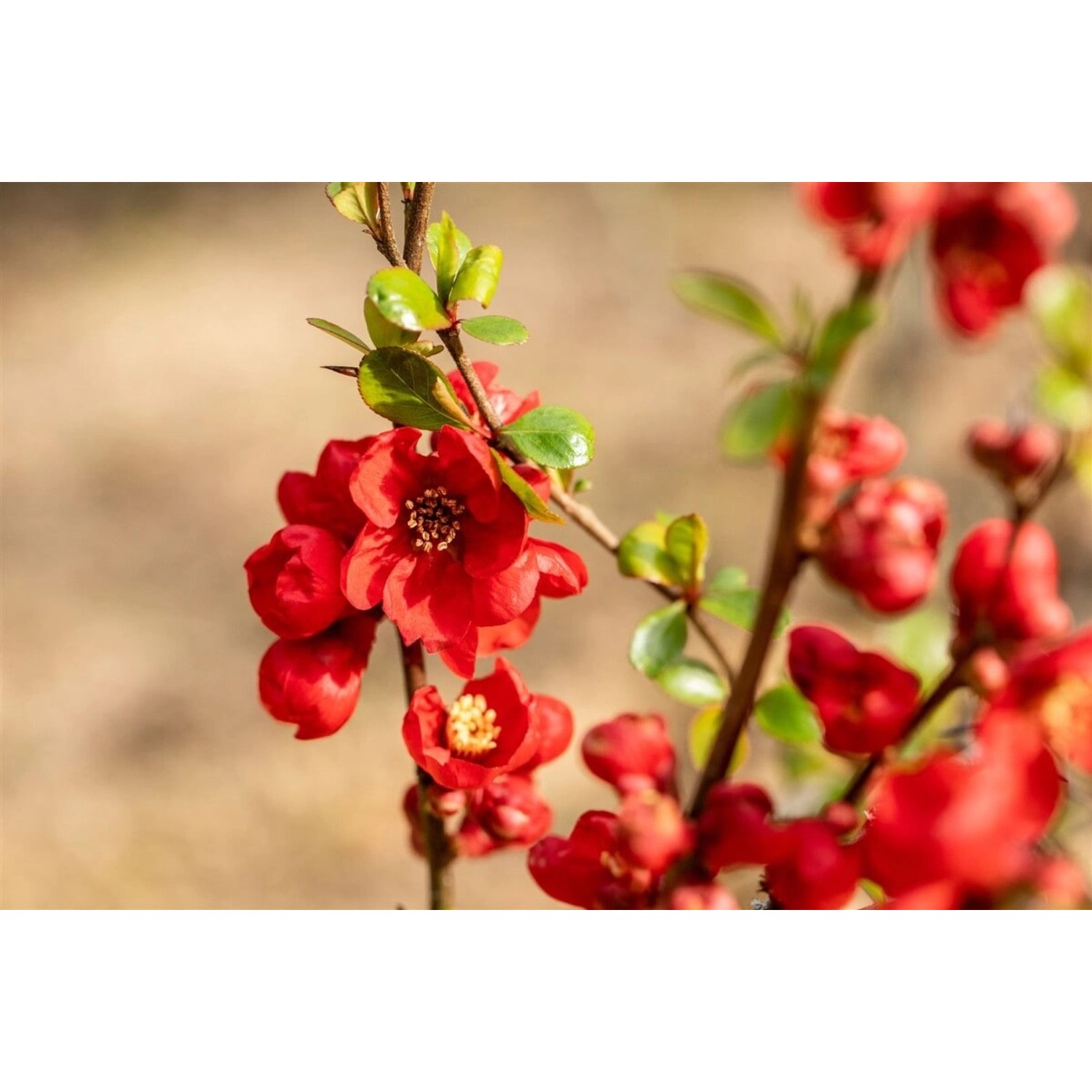 Chaenomeles Superba Zierquitte 80 cm Stammhöhe günstig online kaufen