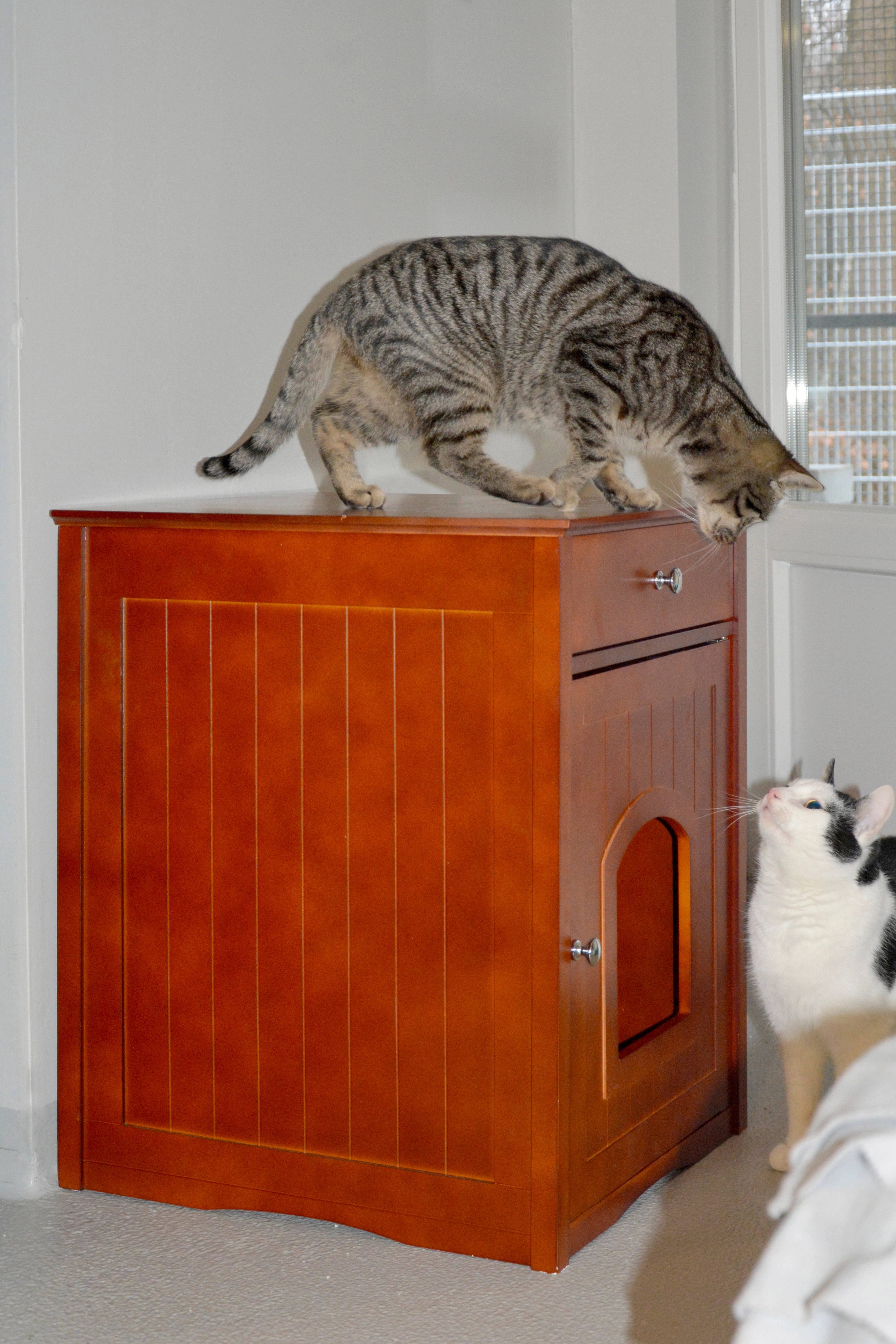 Design Katzenschrank mit Schublade 52 x 48 x 63 cm Braun kaufen bei OBI
