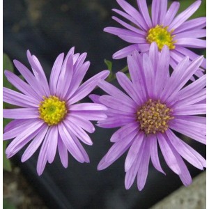 Nahaufnahme von drei lila Sommerastern (Aster amellus) mit gelber Blütenmitte.