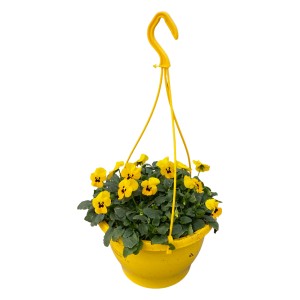 Gelbe Horn-Veilchen Ampel (Viola cornuta) im gelben Topf, ca. 25 cm hoch. Bepflanzte Schale für Balkon und Terrasse.