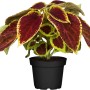 Buntnessel im Topf, mehrfarbige Blätter in Rot, Gelb und Grün, Stehpflanze für Balkon und Garten.