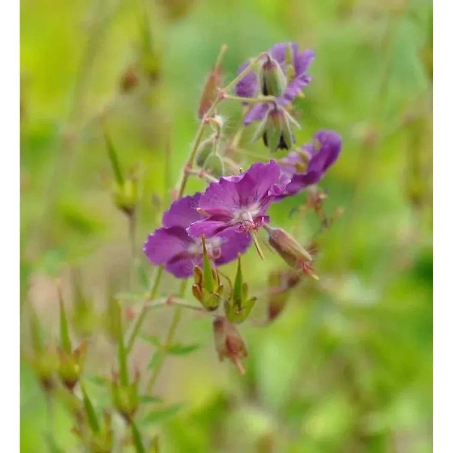 Storchenschnabel Samobor - Geranium phaeum