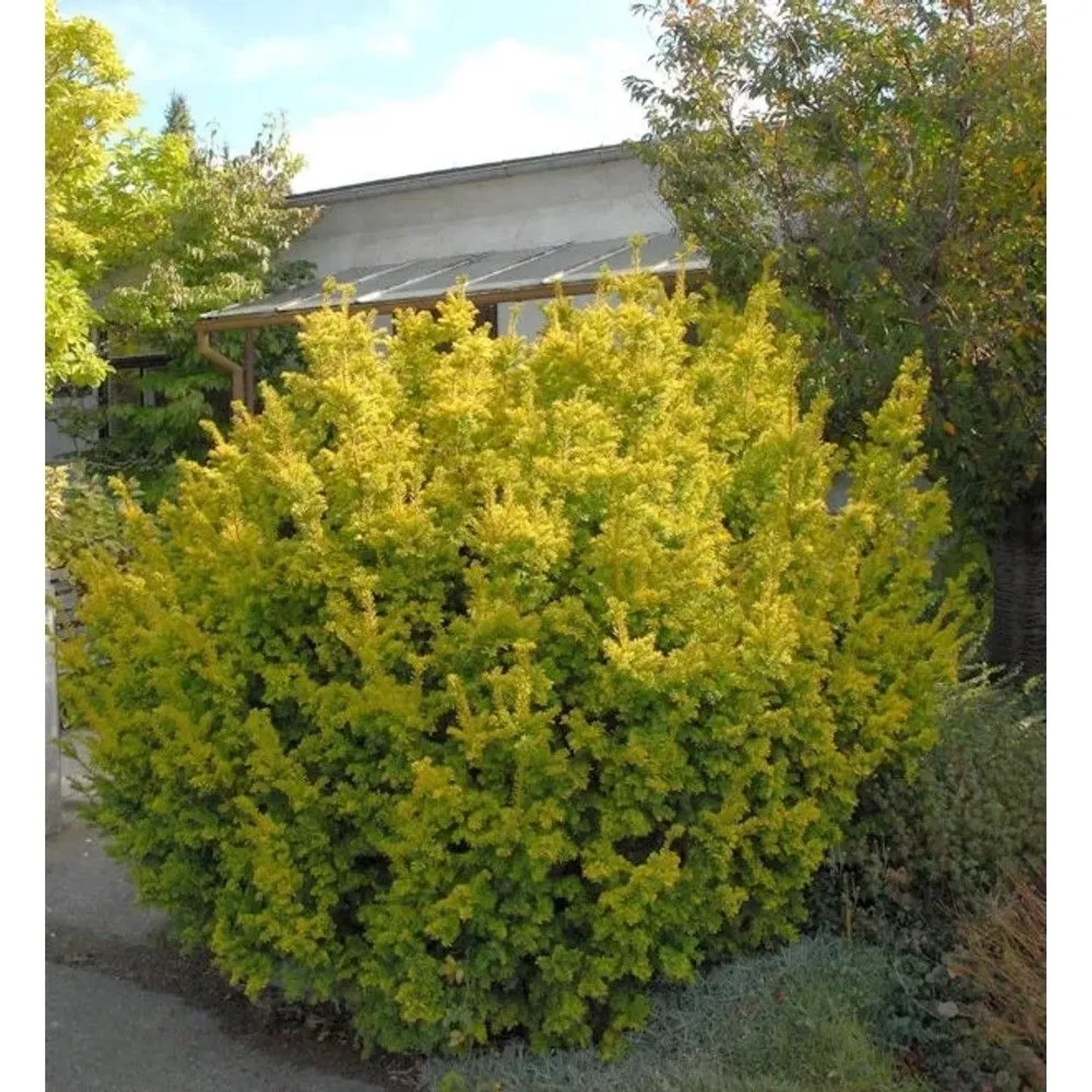 Goldene Straucheibe 50-60cm - Taxus baccata Semperaurea