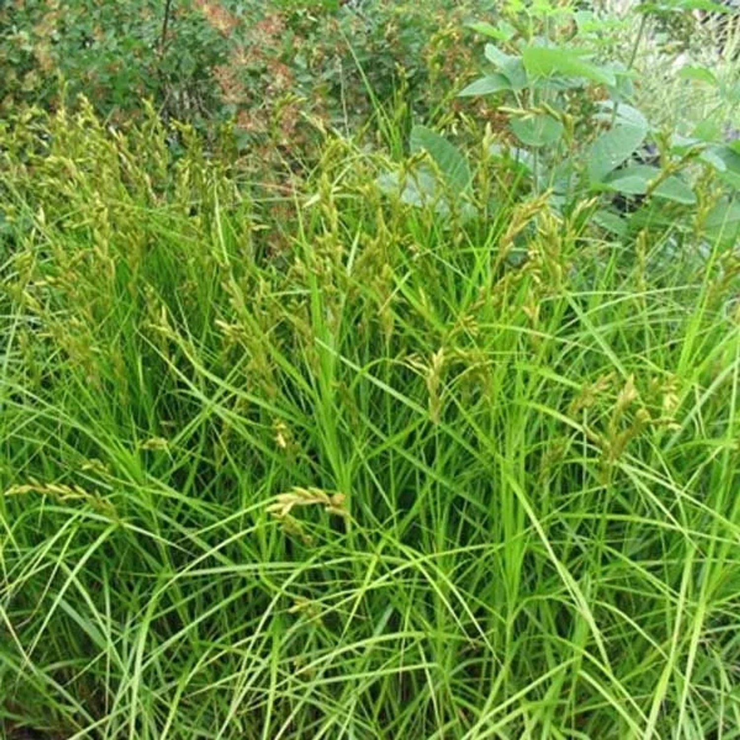 6 x Palmwedel-Segge Carex muskingumensis Topf 9cm Hellgrünes Blatt