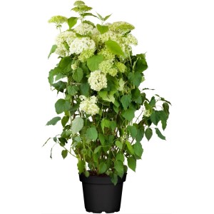 Schneeballhortensie (Hydrangea Arborescens) im Topf, weiße Blüten, 80-100 cm hoch.
