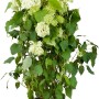 Schneeballhortensie (Hydrangea Arborescens) im Topf, weiße Blüten, 80-100 cm hoch.