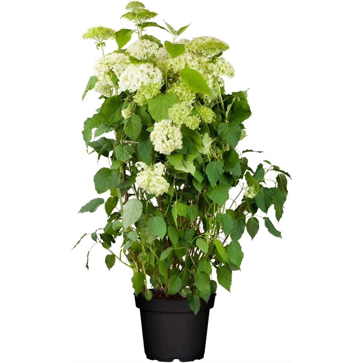 Hydrangea Arborescens Schneeballhortensie 80-100 cm günstig online kaufen