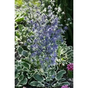 Blühende Flachblatt-Mannstreu (Eryngium planum) im 9x9 cm Topf, stahlblaue Blüten.