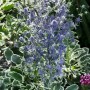 Blühende Flachblatt-Mannstreu (Eryngium planum) im 9x9 cm Topf, stahlblaue Blüten.