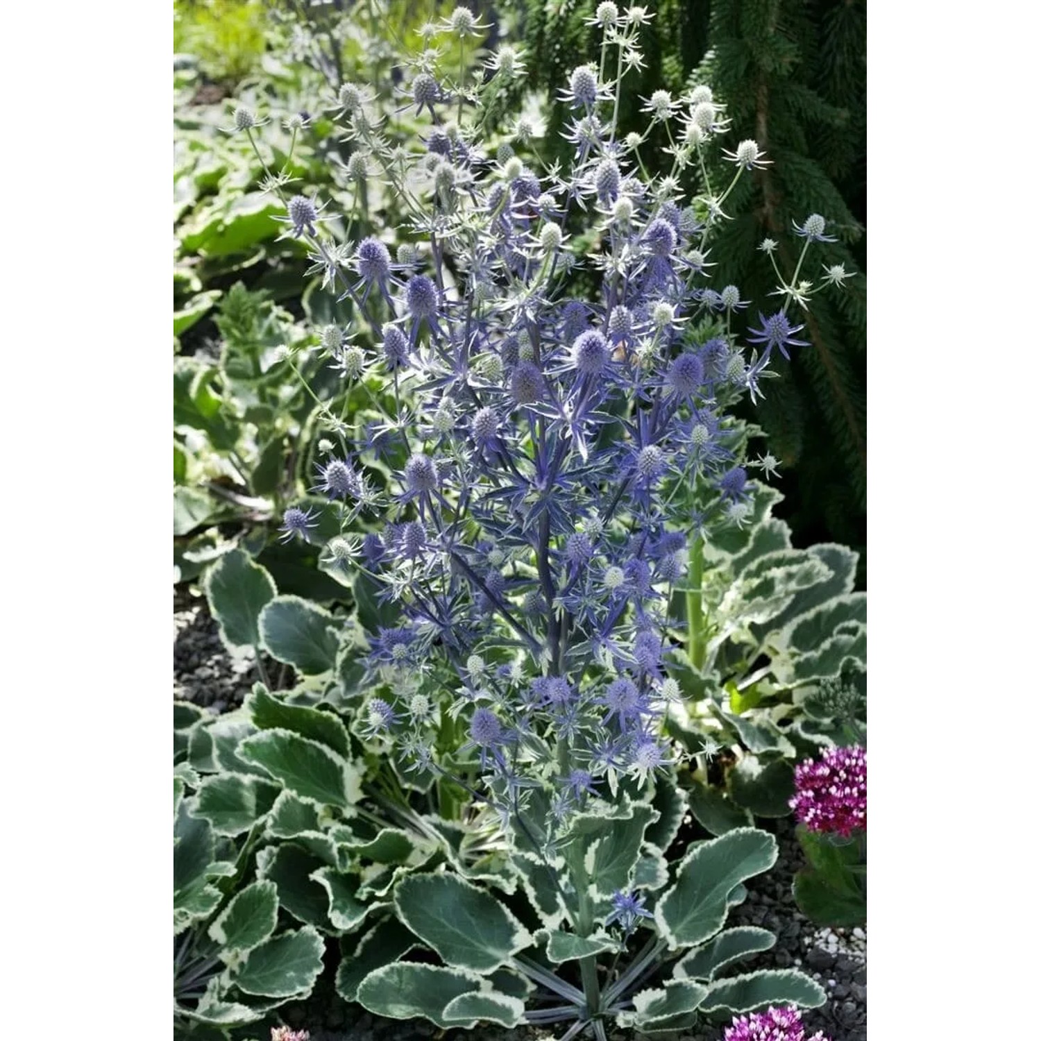Blühende Flachblatt-Mannstreu (Eryngium planum) im 9x9 cm Topf, stahlblaue Blüten.