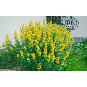 Blühender Gewöhnlicher Gilbweiderich (Lysimachia vulgaris) im 9x9 cm Topf. Gelbe Blütenpracht im Garten.
