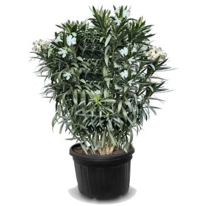 Sunny-Tree Oleander Farbe Weiß  220/240 cm  Nerium Oleander Pflanze für Draußen Immergrün im Winter  Mediterrane Pflanze