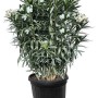 Großer weißer Oleander (Nerium Oleander) in schwarzem Topf, 220-240 cm hoch, mit vielen Blüten und grünen Blättern.
