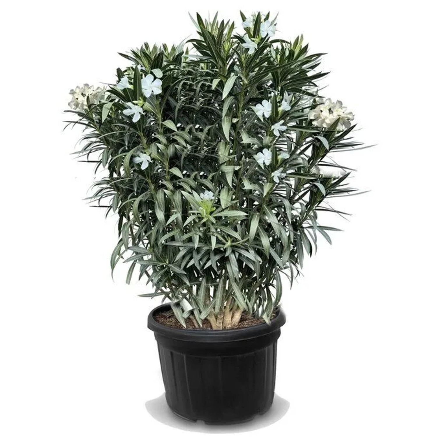 Sunny-Tree Oleander Farbe Weiß 220/240 Cm Nerium Oleander Pflanze Für Draußen Immergrün Im Winter Mediterrane Pflanze