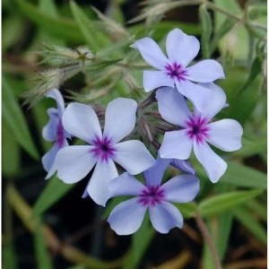 Nahaufnahme der zarten, hellblauen Blüten der niedrigen Flammenblume Chattahoochee (Phlox divaricata).