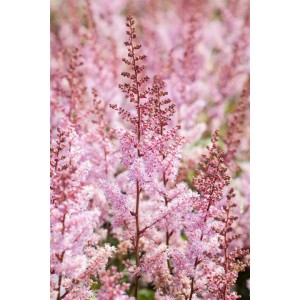 Rosa blühende Astilbe Chinensis Serenade (Prachtspiere) im 9x9 cm Topf.