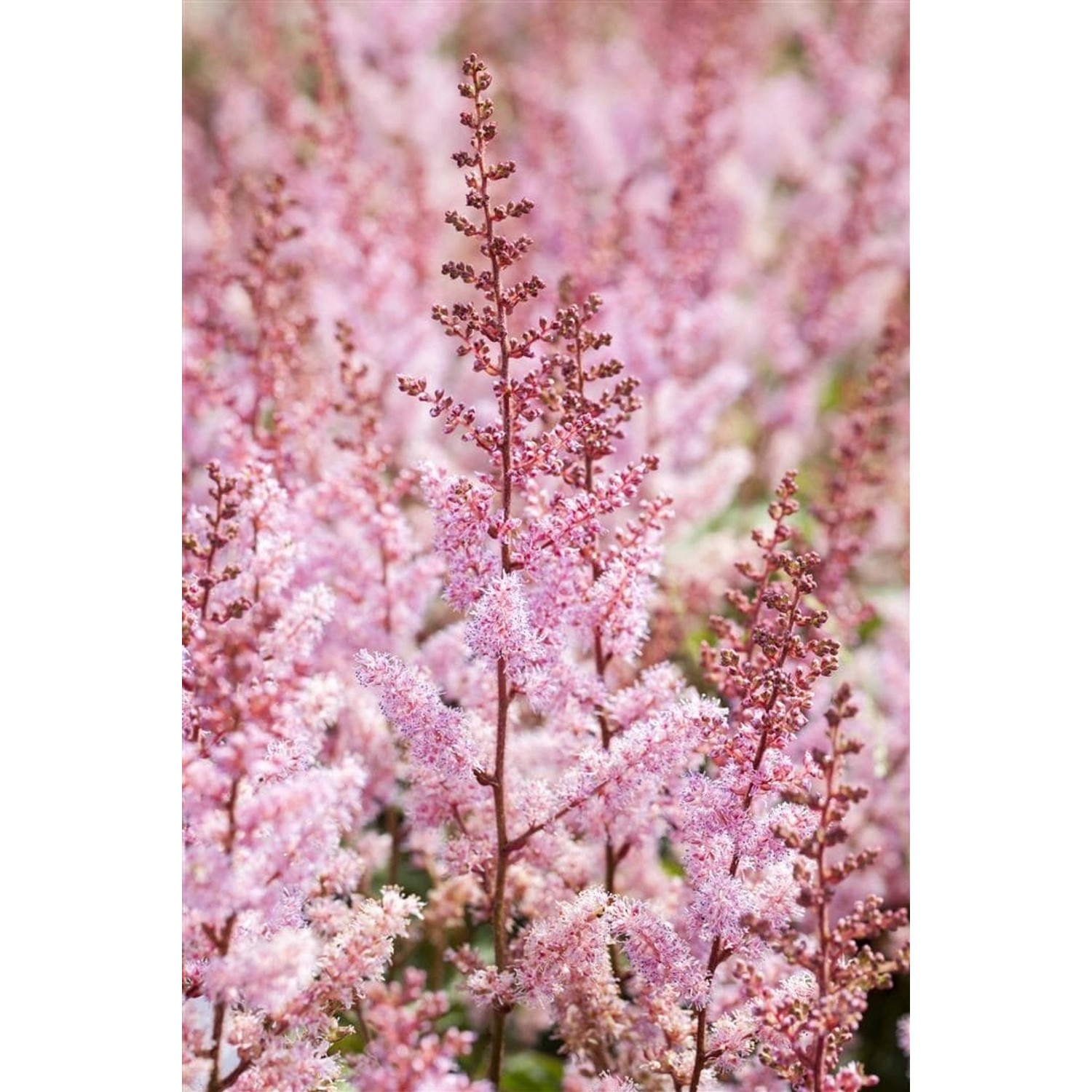 Astilbe Chinensis Serenade Prachtspiere Ca. 9x9 cm Topf günstig online kaufen