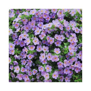Set aus 3 lila Schneeflockenblumen (Sutera Diffusa) im 11cm Topf, ideal für Hängeampeln.