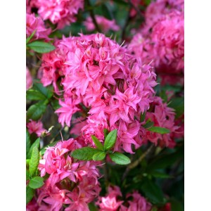 Nahaufnahme der pinkfarbenen Blüten der sommergrünen Azalee Homebush.