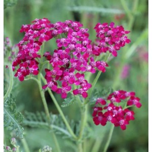 Nahaufnahme der Schafgarbe Sammetriese (Achillea millefolium) mit pinkfarbenen Blüten.