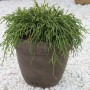 Grüne Fadenzypresse 50-60cm - Chamaecyparis pisifera