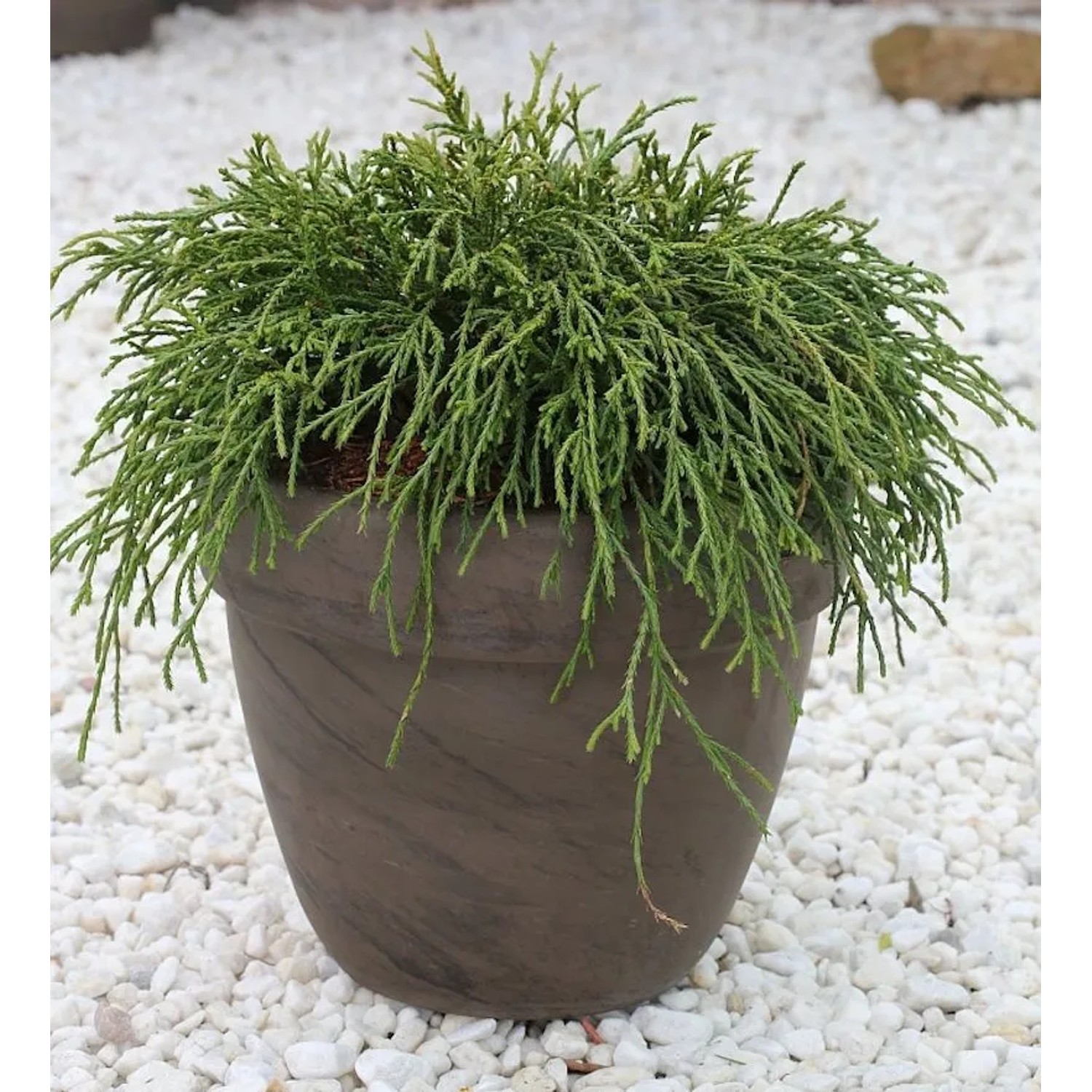 Grüne Fadenzypresse 50-60cm - Chamaecyparis pisifera