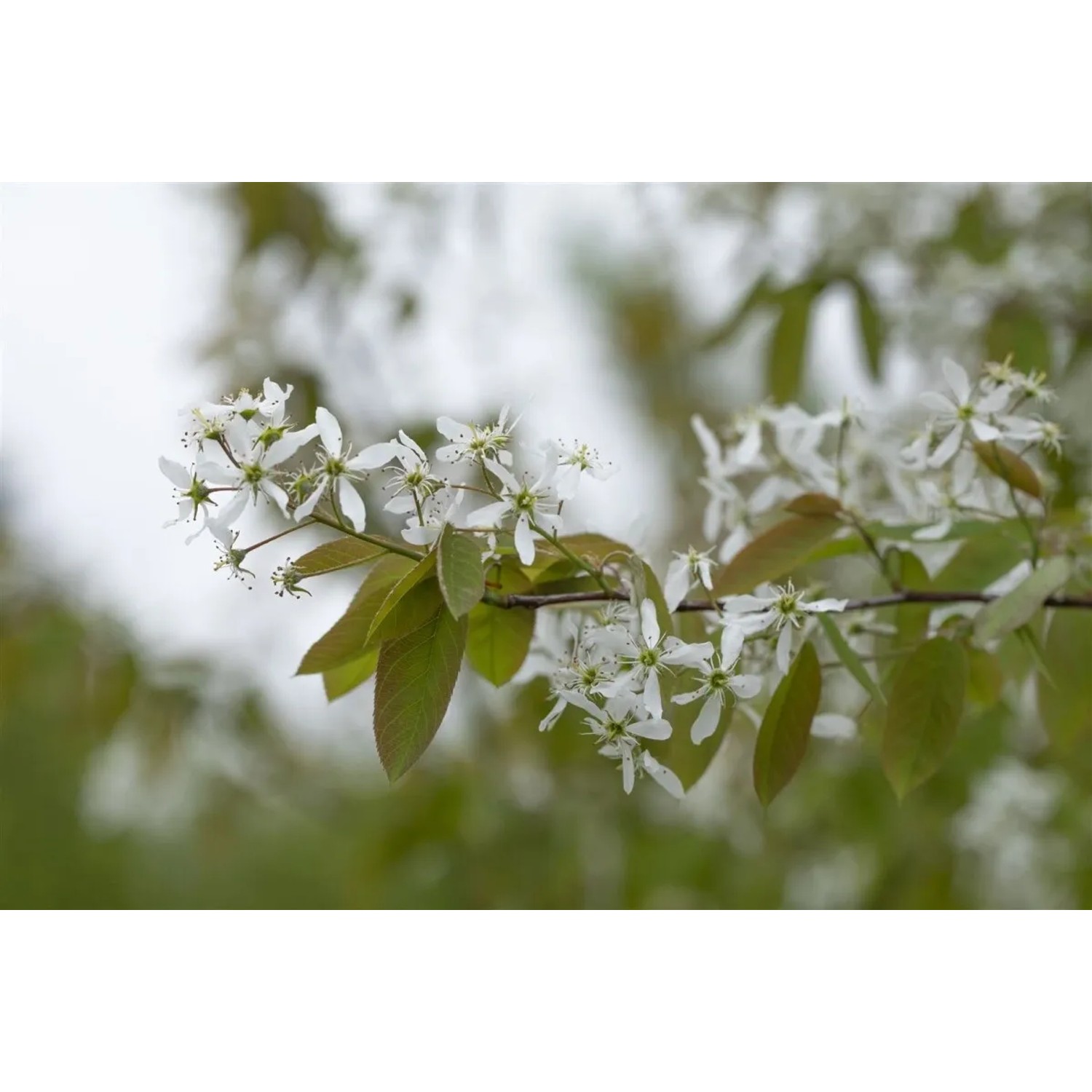 Blühende Kupfer-Felsenbirne (Amelanchier Laevis) mit weißen Blüten und grünen Blättern.