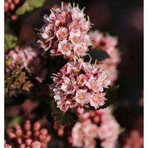 Hochstamm Blasenspiere Tiny Wine 80-100cm - Physocarpus opulifolius