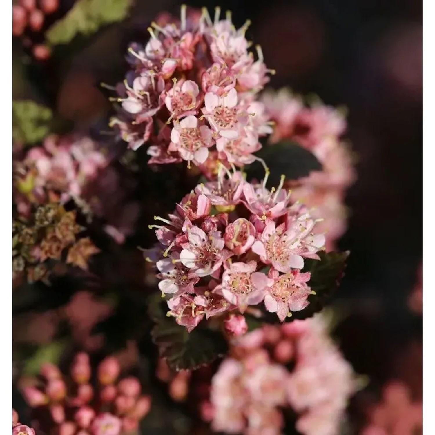 Hochstamm Blasenspiere Tiny Wine 80-100cm - Physocarpus opulifolius