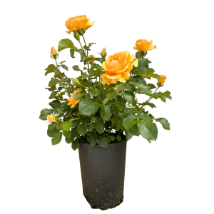 Beetrose Amber Queen im Topf mit orange-gelben Blüten und grünen Blättern.