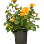 Beetrose Amber Queen im Topf mit orange-gelben Blüten und grünen Blättern.
