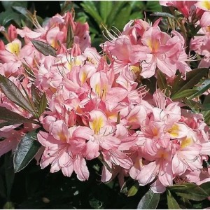 Rhododendron Juniduft Strauch mit vielen rosa Blüten, gelben Staubgefäßen und grünen Blättern. Gartenpflanze.