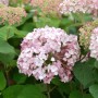 Ballhortensie Sweet Annabelle mit rosa Blüten und grünen Blättern.