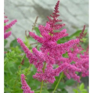 Prachtspiere Rheinland - Astilbe cultorum