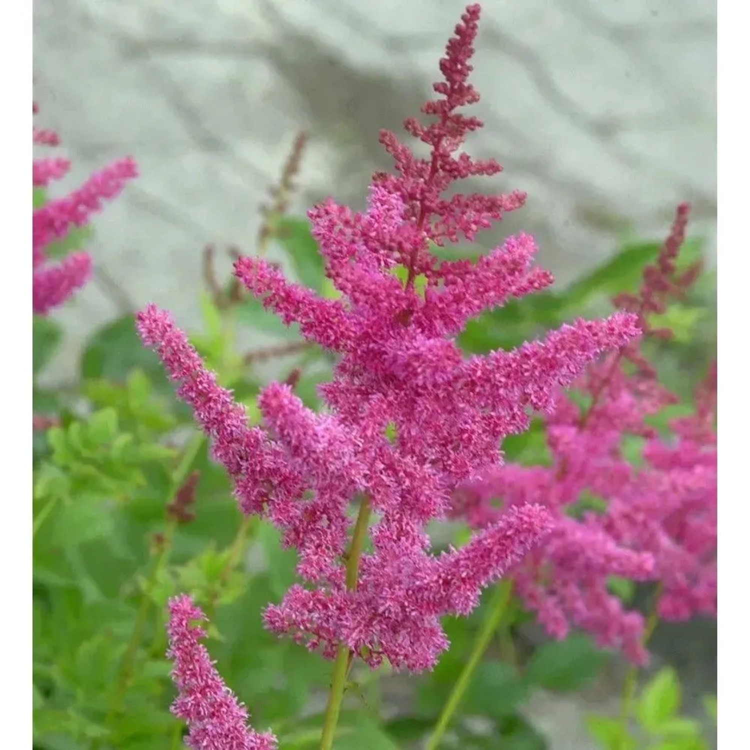 Prachtspiere Rheinland - Astilbe cultorum