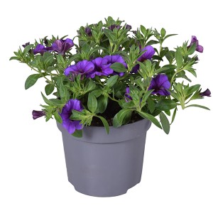 Beetpflanzen im Topf, Farbthema Blau: Petunien, Zauberglöckchen und Vergissmeinnicht.