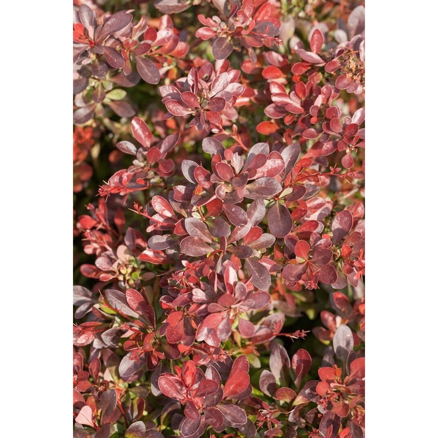 Berberis Thunbergii Atropurpurea Nana Blutberberitze Purpurrot 30–40 cm günstig online kaufen