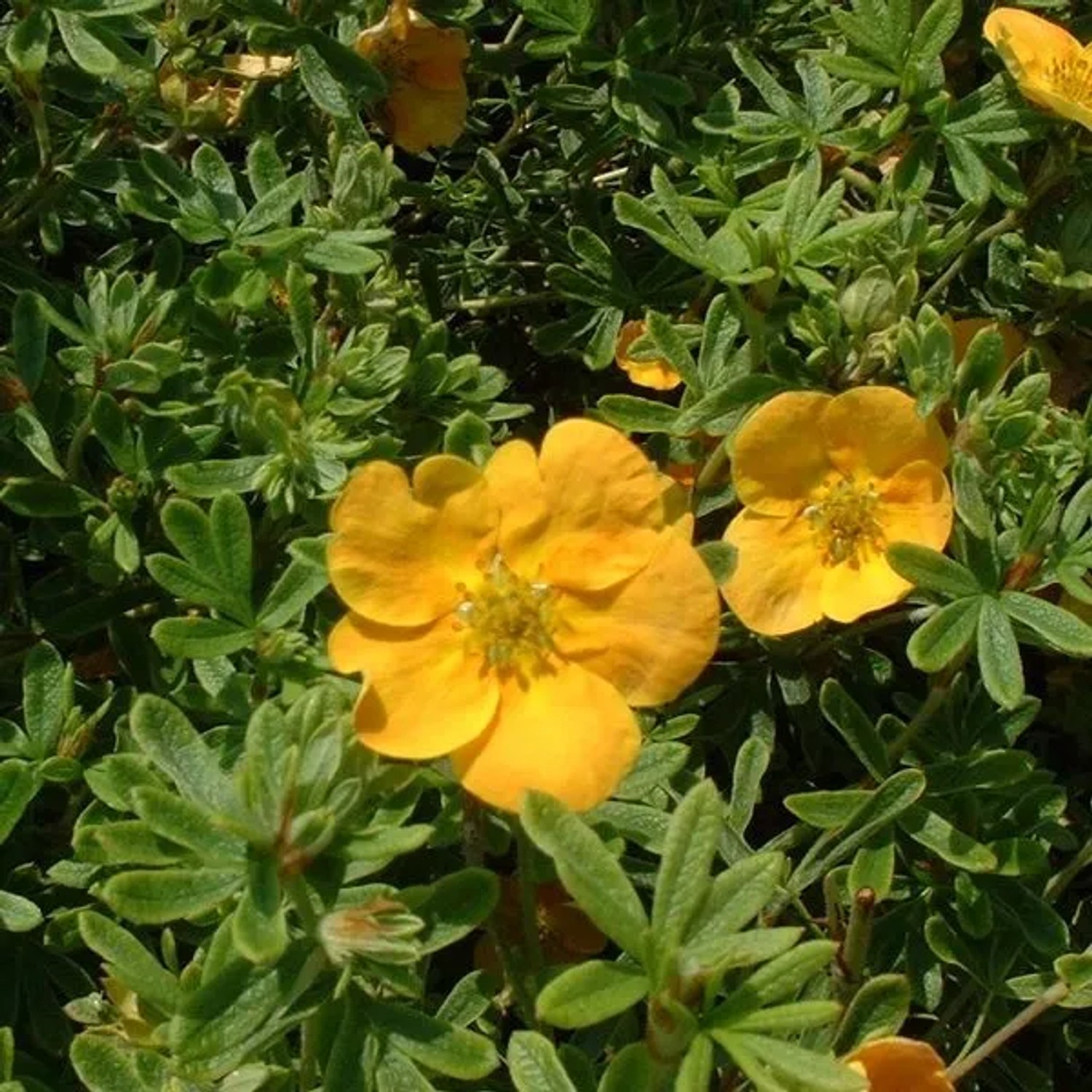 arborix Fingerstrauch 'Tangerine' Potentilla Fruticosa 25 Bis 30 Cm Im Container Orange Blüten