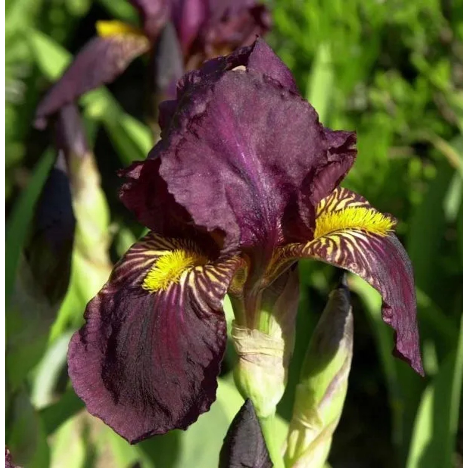 Schwertlilie Sultans Palace - Iris barbata