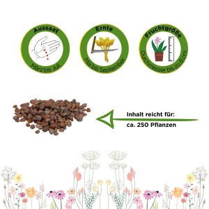 Samen der Radieschen 'Riesenbutter' für ca. 250 Pflanzen, mit Infos zu Aussaat, Ernte und Fruchtgröße.