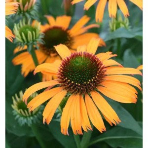 Orangefarbener Sonnenhut (Echinacea purpurea) im Garten, Nahaufnahme der Blüte.