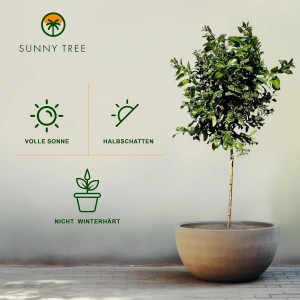 Großer Zitronenbaum (160 cm) im Topf, ein fruchtbildender Citrus Limon Obstbaum für Garten und Terrasse.