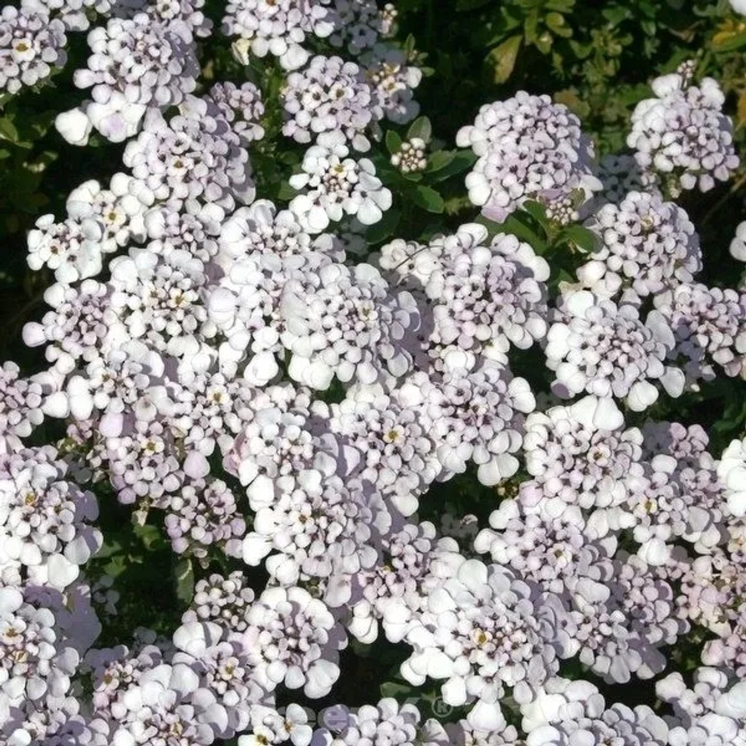 Schleifenblume Masterpiece - Iberis sempervirens