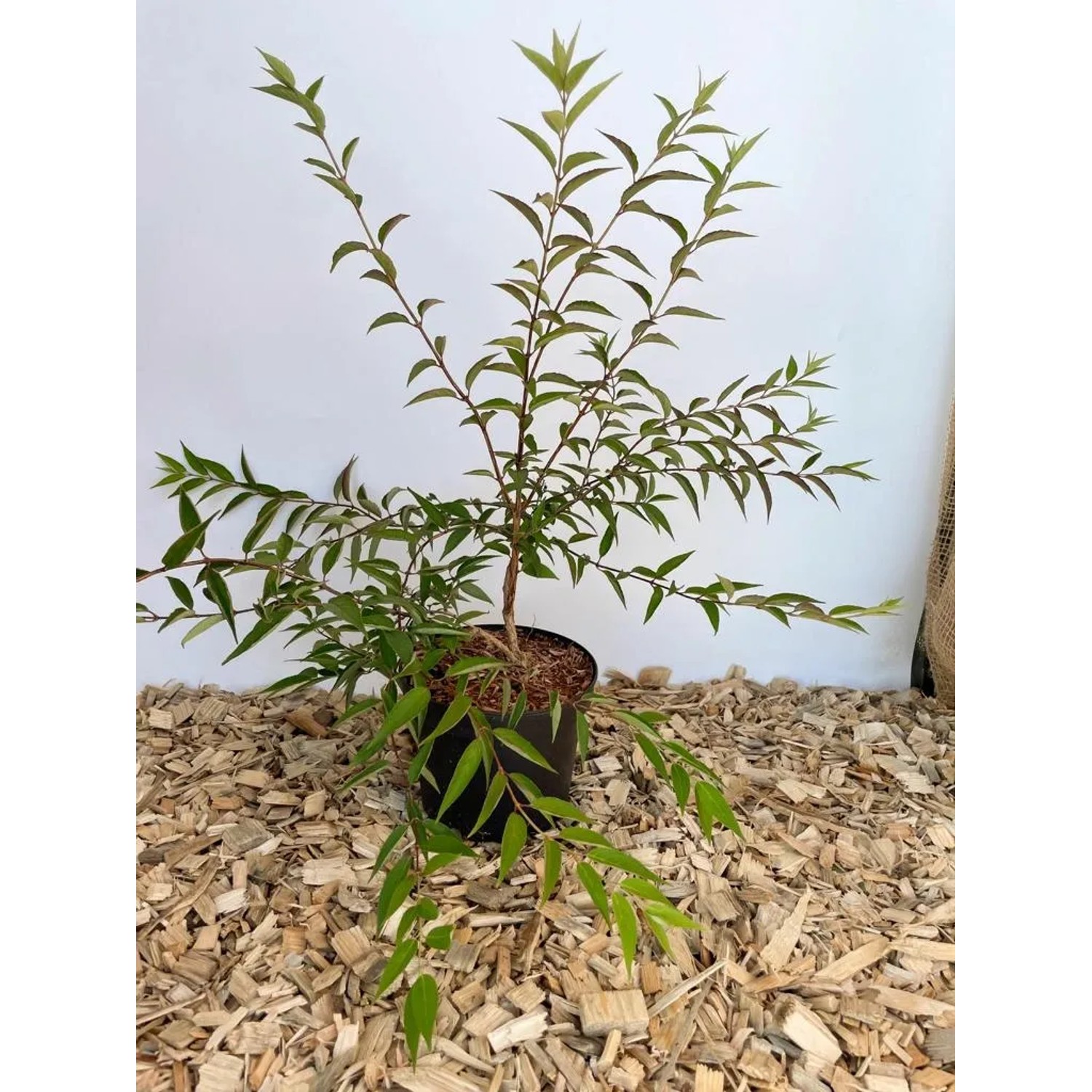 Baumfink Rose im Topf, 100-150cm hoch. Zarter Strauch mit grünen Blättern im schwarzen Topf.