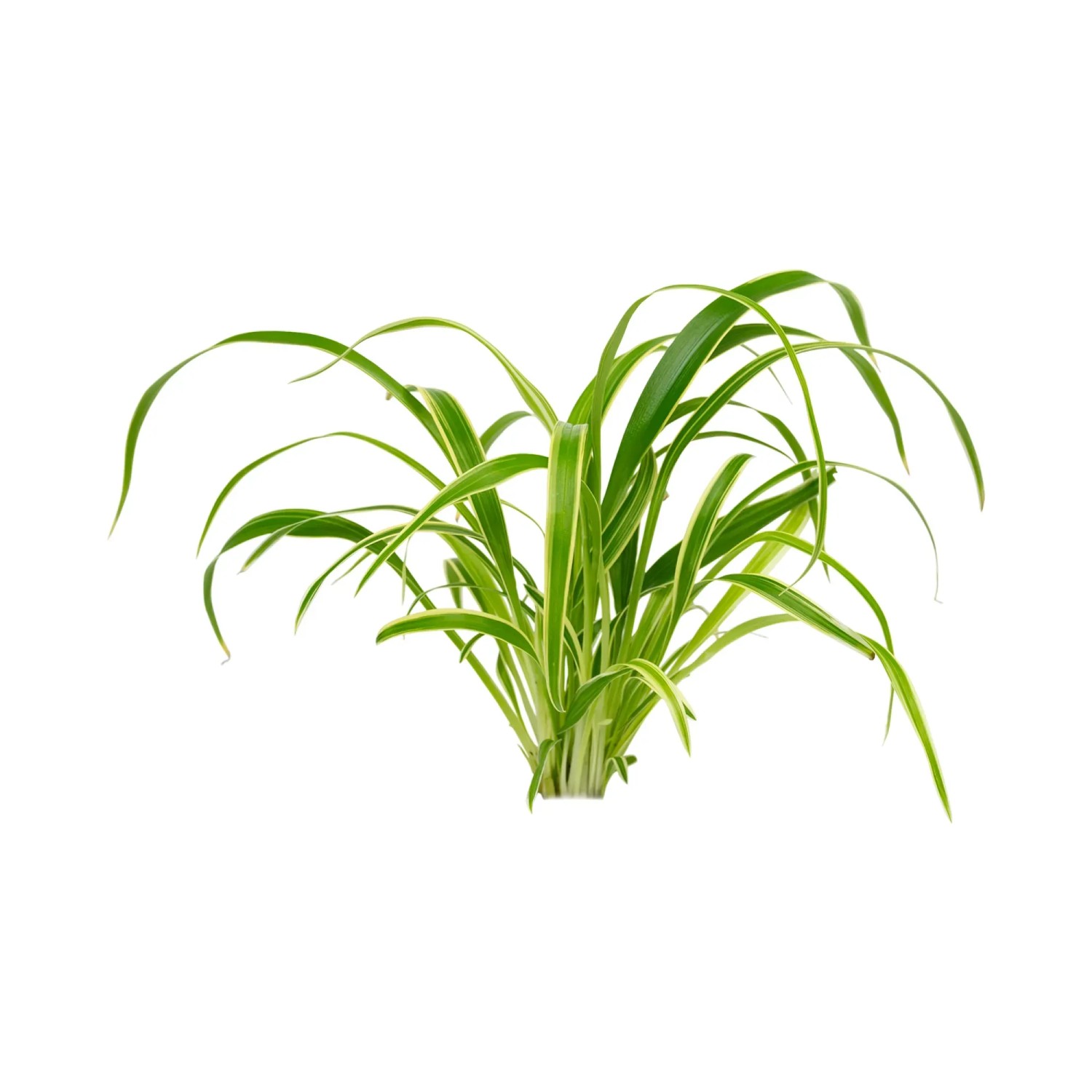 Chlorophytum laxum (bichetii)